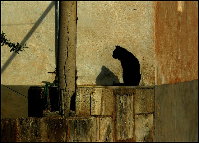 猫 黑猫 家猫 - 上的免费照片