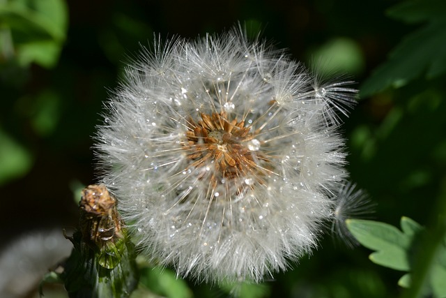 蒲公英 种子 头 - 上的免费照片