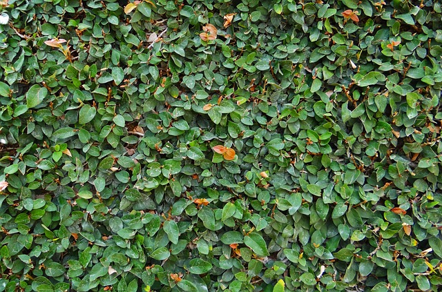 薜 匍匐无花果 攀爬无花果 - 上的免费照片