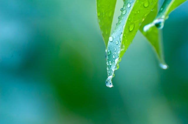雨 滴 特写 - 上的免费照片
