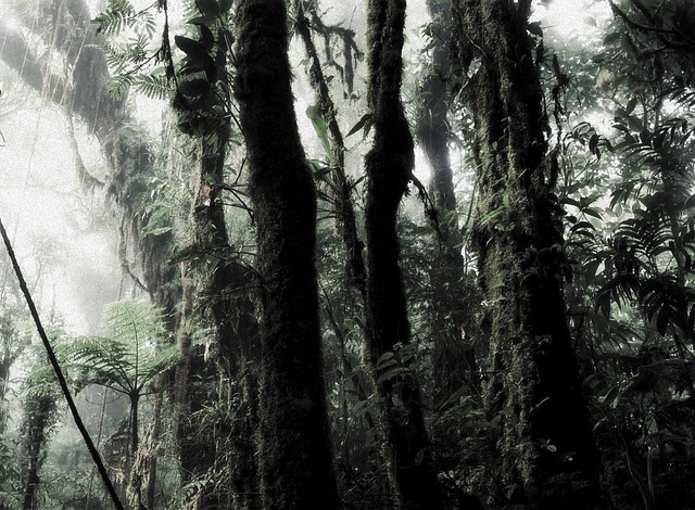 雨林 树木 灌木 - 上的免费照片