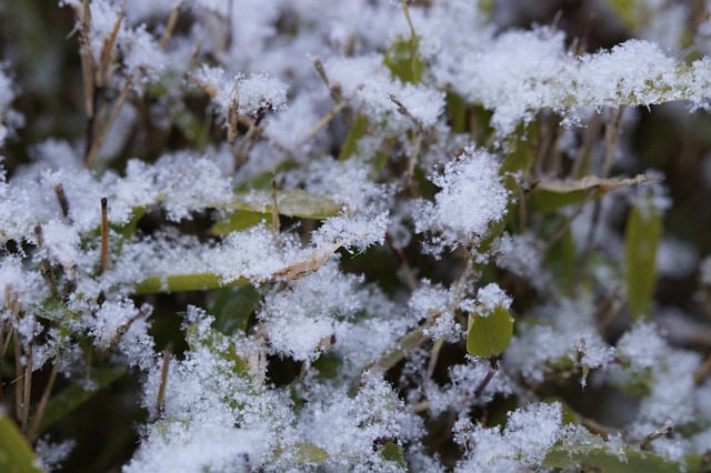 下雪的 雪 美好的 - 上的免费照片