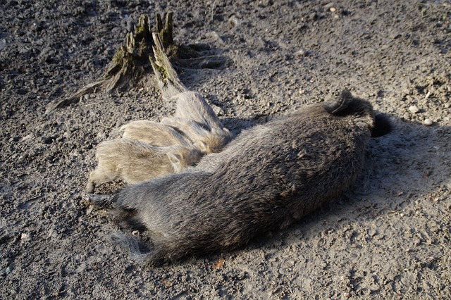 哺乳 哺乳动物 野猪 - 上的免费照片