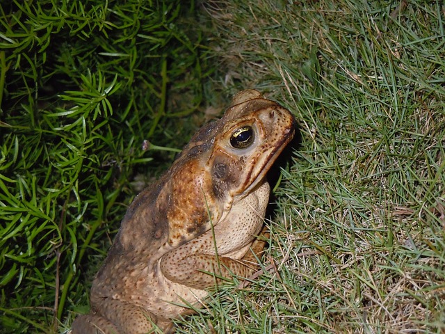 蟾蜍 青蛙 路蟾蜍 - 上的免费照片