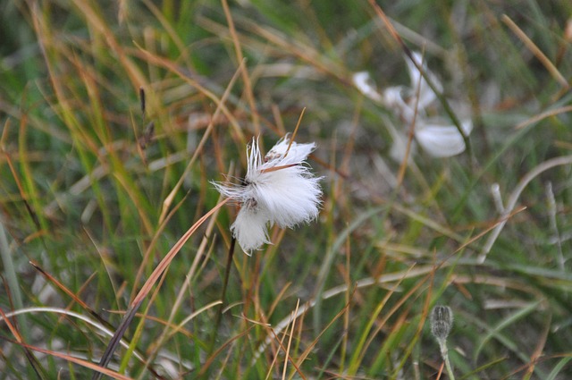 棉花草 冰岛 Scheuchzers Cottongrass - 上的免费照片