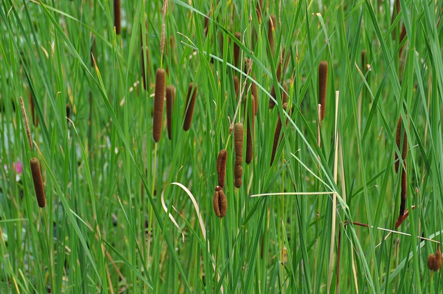 芦苇 自然 - 上的免费照片