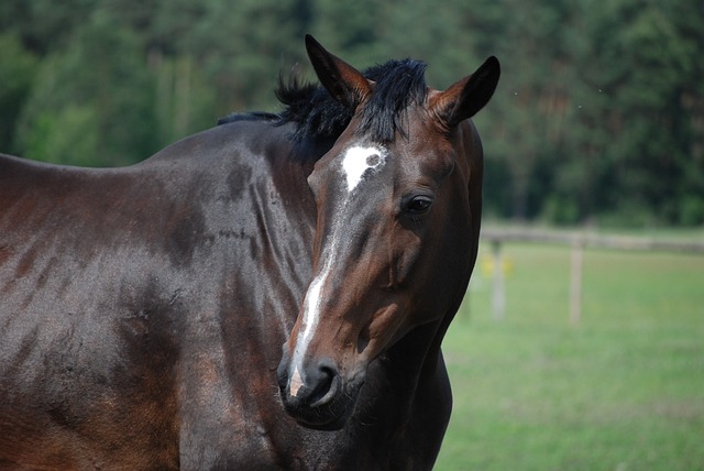 马 团长 一匹马的头 - 上的免费照片