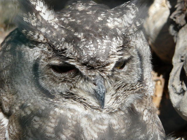 大公 猛禽 鸟 - 上的免费照片