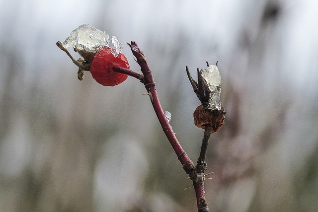 野蔷薇 狗玫瑰 时髦的 - 上的免费照片