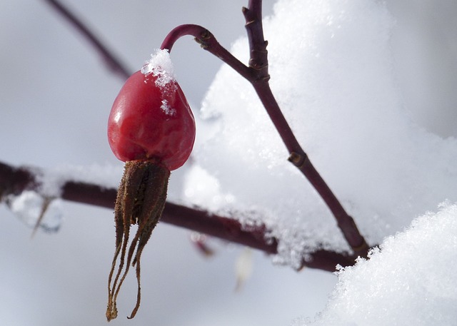 野蔷薇 狗玫瑰 时髦的 - 上的免费照片