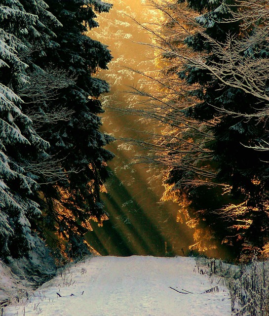 冬天 雪 森林 - 上的免费照片