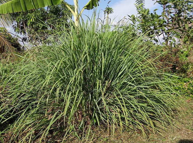 香茅 柠檬草 草 - 上的免费照片