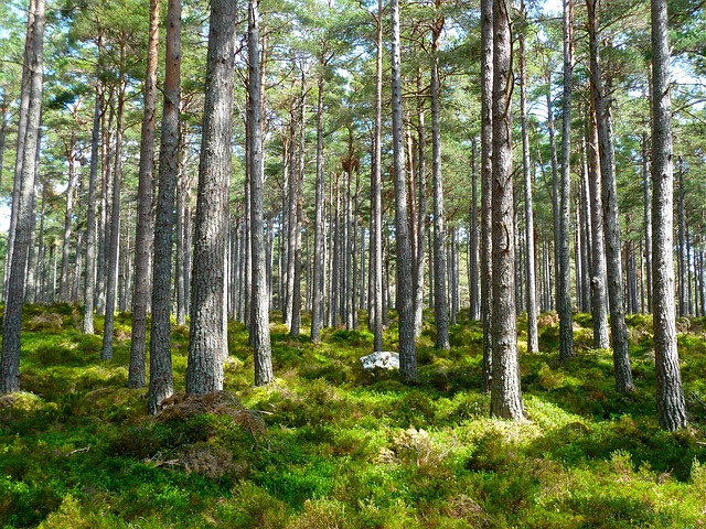 森林 树木 自然 - 上的免费照片