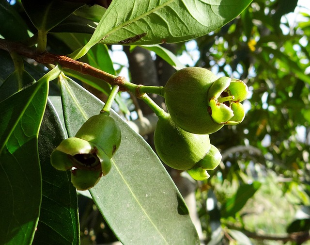 合子 玫瑰苹果 梨花 - 上的免费照片