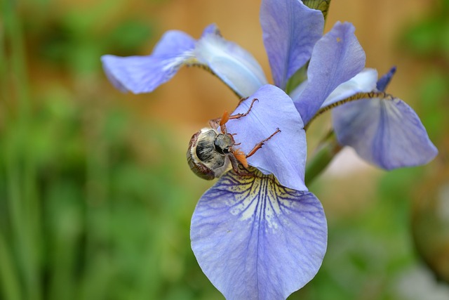 发泄出来 可能 Bug 不偏不倚正甲虫 - 上的免费照片