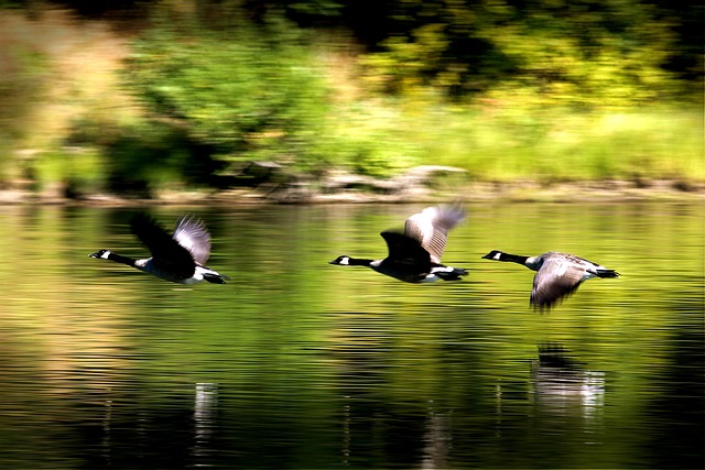 鸭子 鸟类 飞行 - 上的免费照片