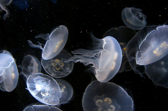 海蜇 水族馆 水下 - 上的免费照片