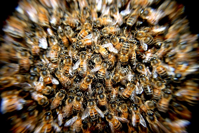 蜜蜂 昆虫 特写 - 上的免费照片