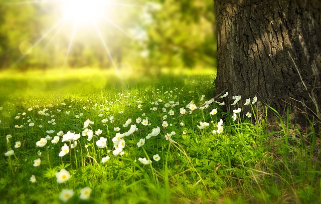 花朵 草地 阳光 - 上的免费照片