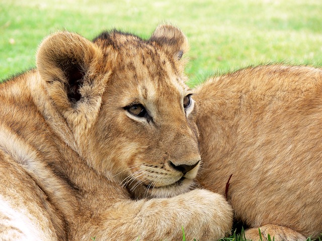 狮子 小狮子 幼兽 - 上的免费照片