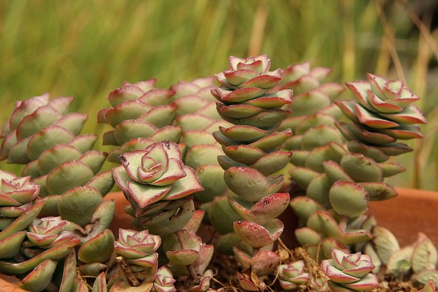 Crassula 婴儿项链 穿越 景天 - 上的免费照片