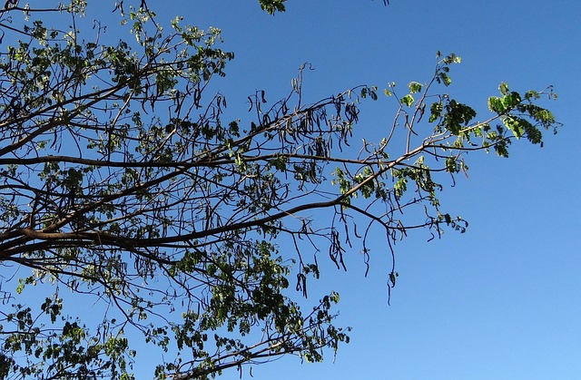 雨树 树 猴荚 - 上的免费照片