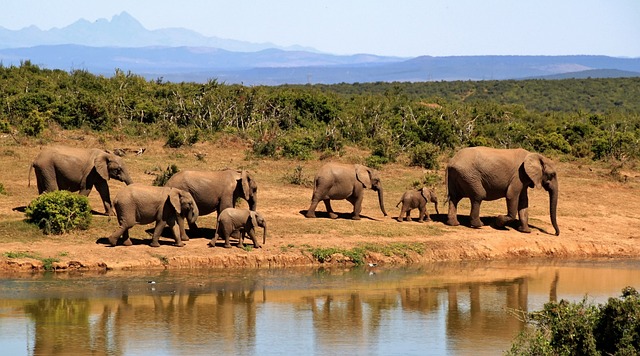 大象 放牧 苹果浏览器 - 上的免费照片