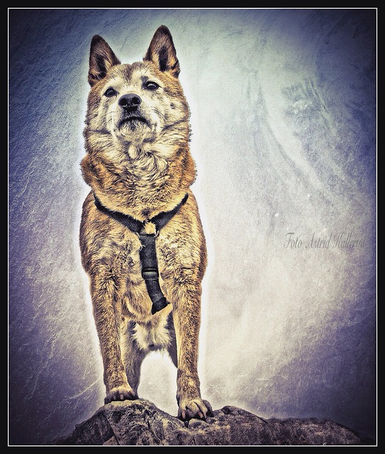 柴犬 柴 狗 - 上的免费图片