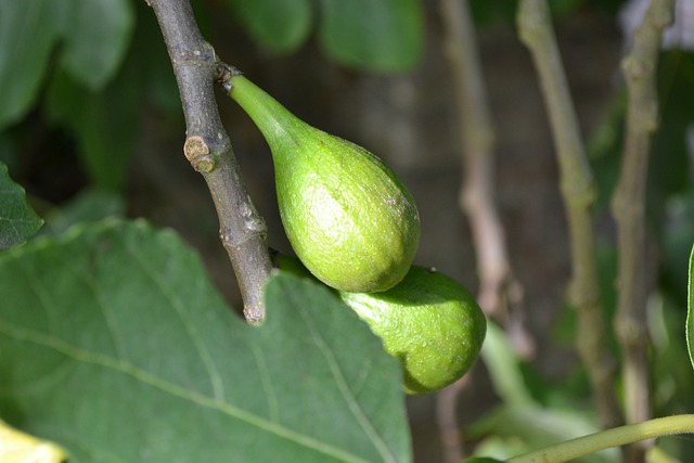 野生无花果 无花果 榕树 - 上的免费照片
