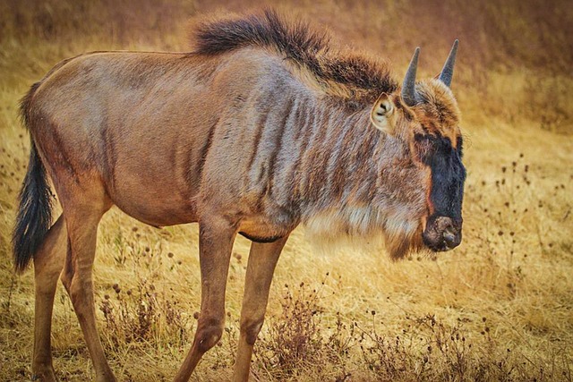 牛羚 坦桑尼亚 非洲 - 上的免费照片