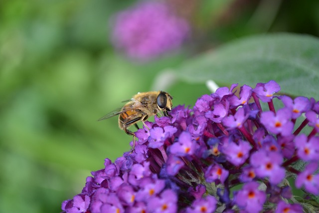 Hoverfly 大黄蜂拟态 卷心菜 - 上的免费照片