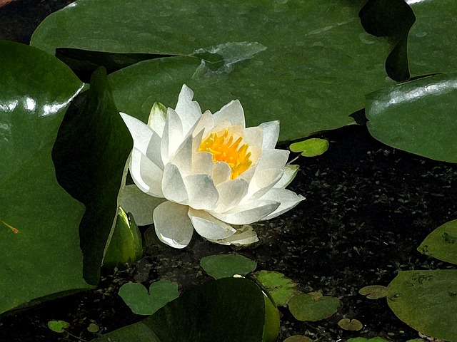水彩 绘画 花 - 上的免费照片