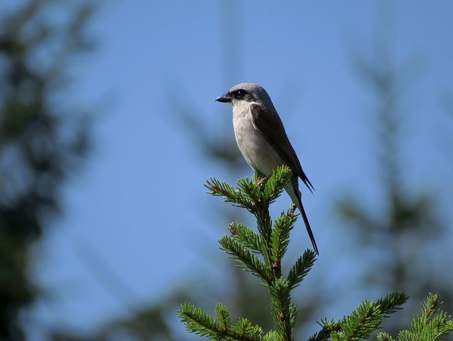 鸟 天花 拉纽斯·科鲁里奥 - 上的免费照片