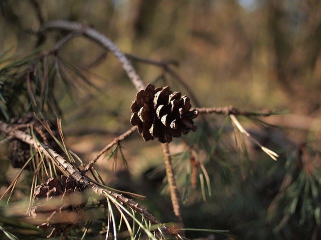 森林 春天 猪 Veluwe - 上的免费照片