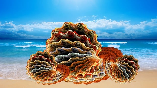 海贝壳 青口贝 蛤蜊 - 上的免费图片