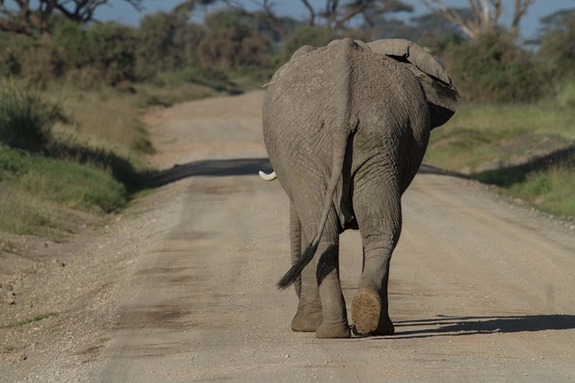 非洲布什大象 大象 动物 - 上的免费照片