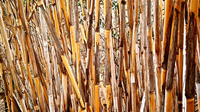 甘蔗 芦竹 圆柱形茎 - 上的免费照片