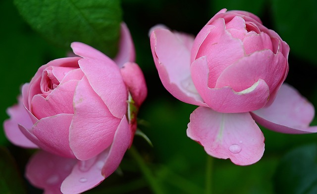 玫瑰 蔷薇科 花 - 上的免费照片
