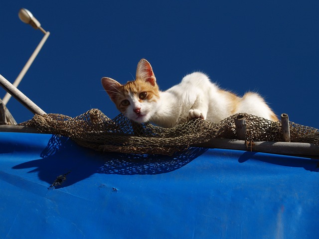 猫咪 动物医院 - 上的免费照片