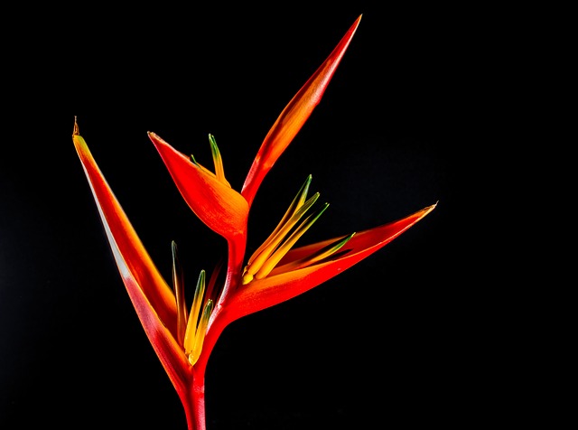鹤望兰 开花 花 - 上的免费照片