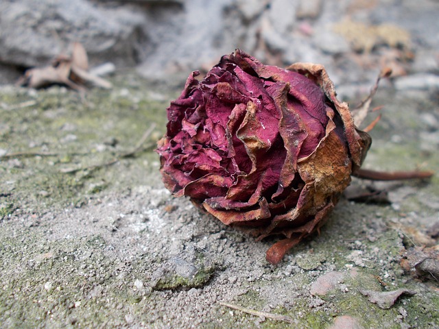 玫瑰 干枯 野花 - 上的免费照片