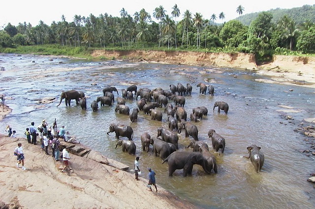 斯里兰卡 羽绒服 大象 - 上的免费照片