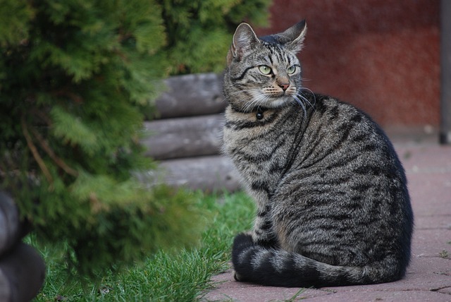 猫 小猫 雄猫 - 上的免费照片