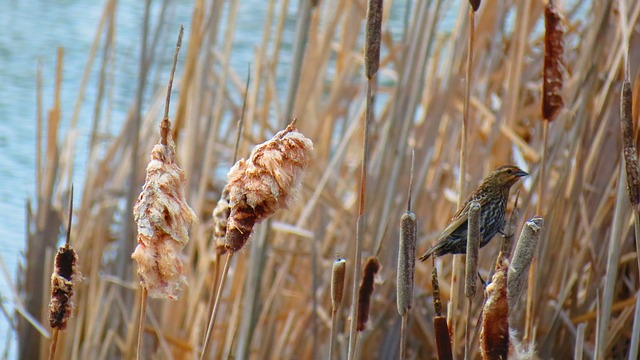 沼泽 红翅黑鹂 景观 - 上的免费照片