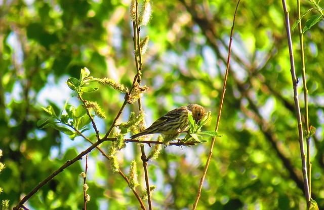 红翅黑鹂 自然 春天 - 上的免费照片