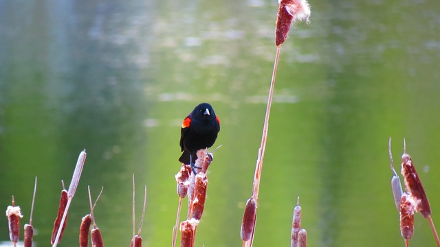 红翅黑鹂 自然 沼泽 - 上的免费照片