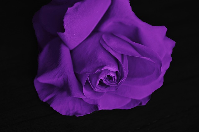 玫瑰 花 爱 - 上的免费照片
