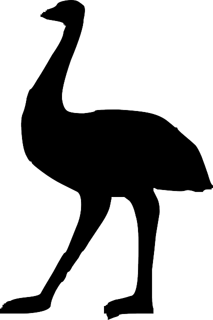 鸸 鸵鸟 鸟 - 免费矢量图形