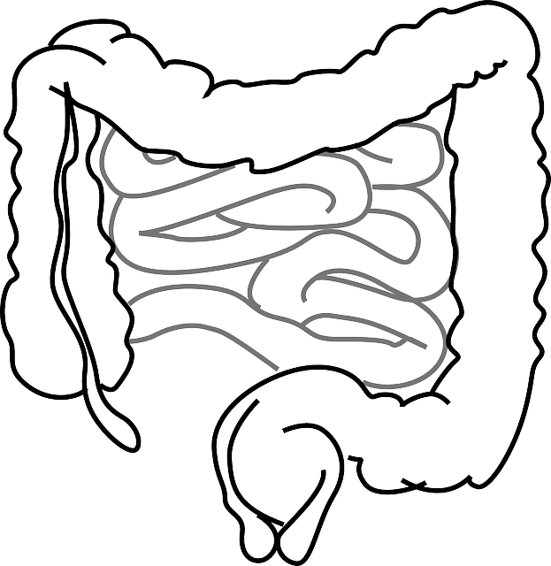 肠子 肠 胆量 - 免费矢量图形