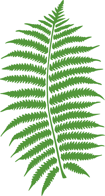 蕨菜 蕨类 植物 - 免费矢量图形